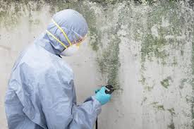 Professional Mold Removal in Rocklin, CA